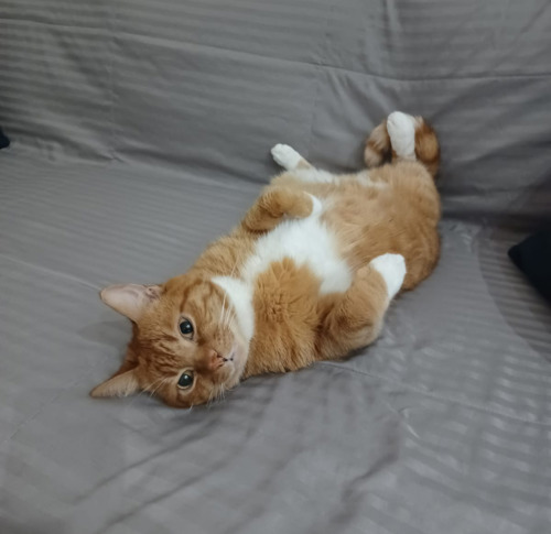 ginger-and-white cat lying on its back on grey sheet