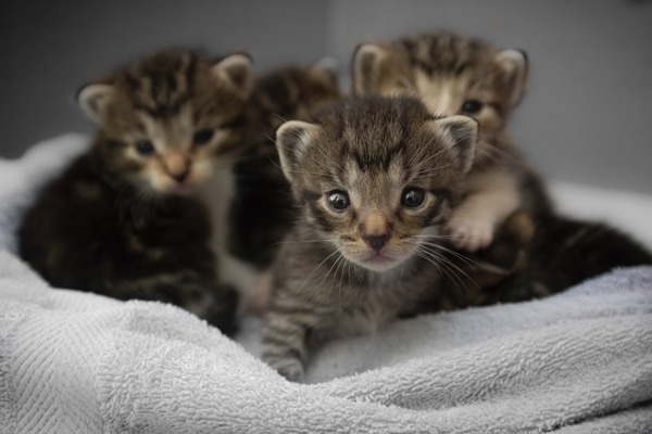 Kitten Feeding Week By Week Best Friends Animal Society