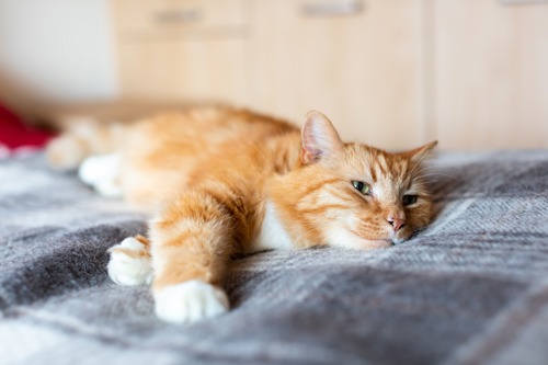 ginger-and-white cat lying on grey blanket