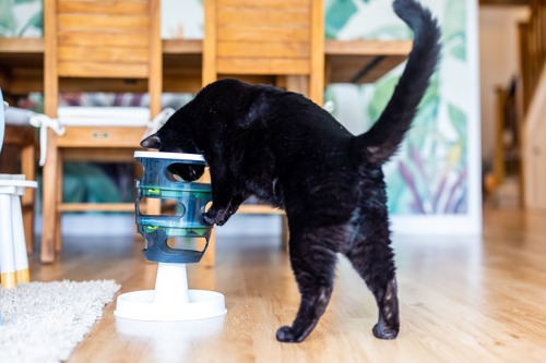 black cat looking inside tall plastic puzzle feeder