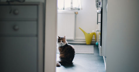 How Often Should Cats Feed Cat S Nutritional Needs Cats Protection