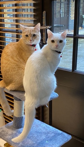 a ginger cat and a white cat sitting on a cat tree