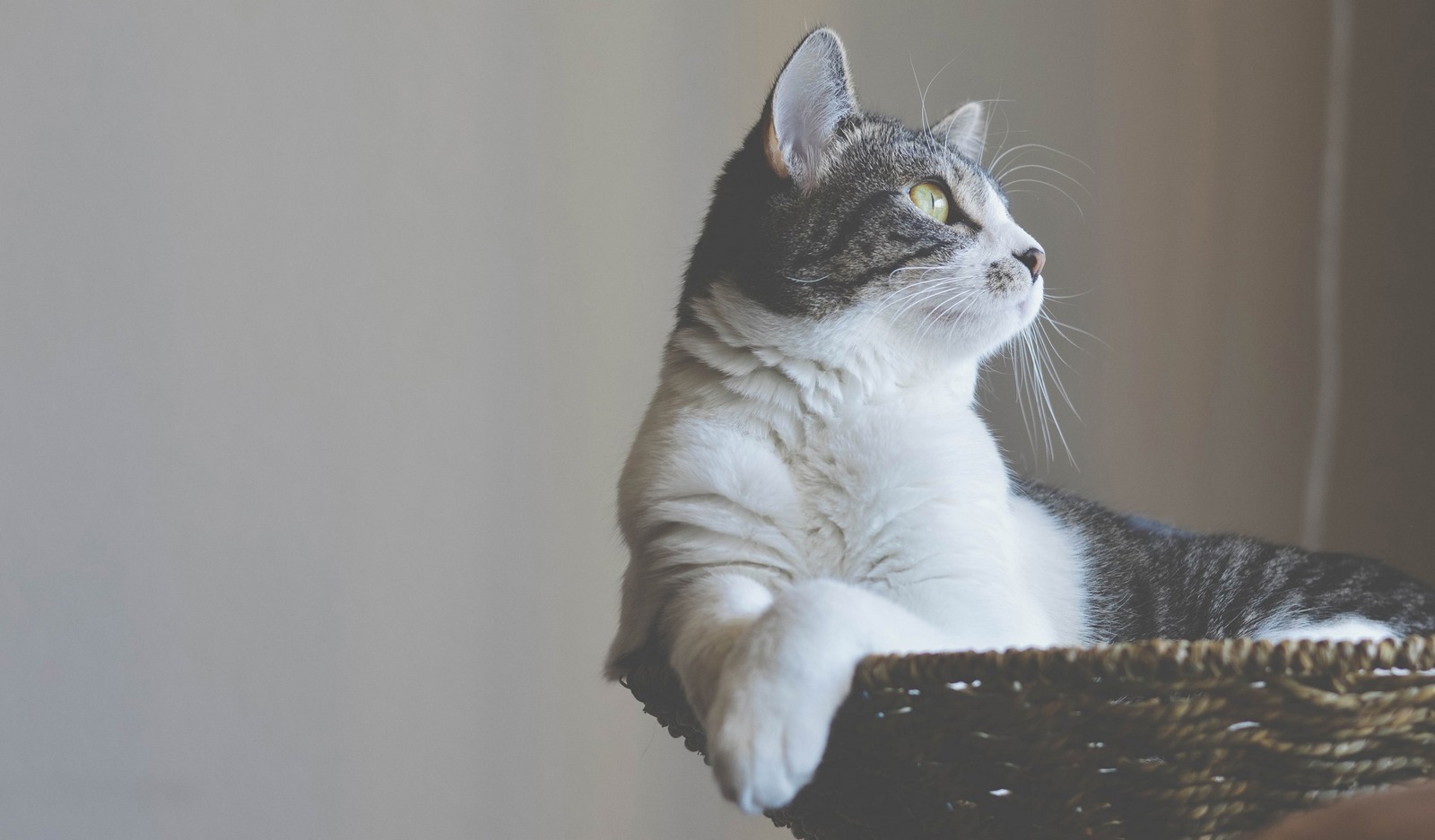 Cat Obesity How to Keep Your Cat Healthy Cats Protection