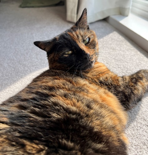 tortoiseshell cat