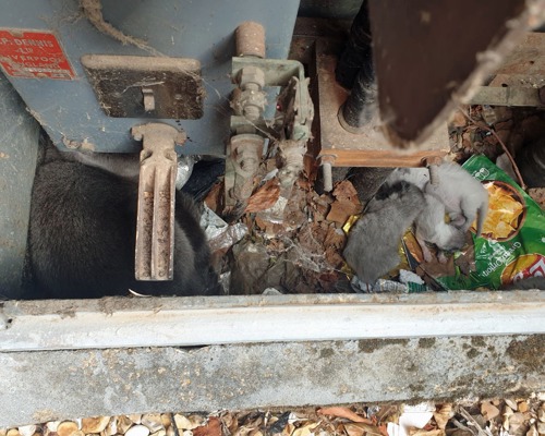 grey cat and kittens inside electrical substation