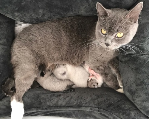 grey cat lying in grey cat bed with kittens