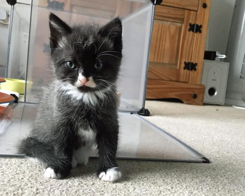 black-and-white kitten