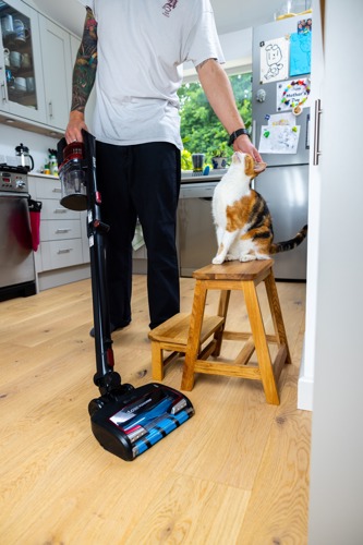 tortoiseshell -and-white cat sitting on wooden stool being stroked by man holding Shark vacuum cleaner