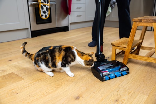 tortoiseshell -and-white cat sniffing a Shark vacuum cleaner
