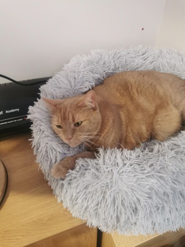 Obese ginger cat lying in grey cat bed