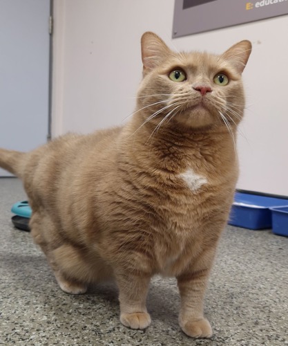 obese ginger cat