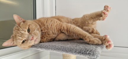 Obese ginger cat lying on side