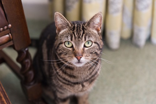 brown tabby cat looking at the camera