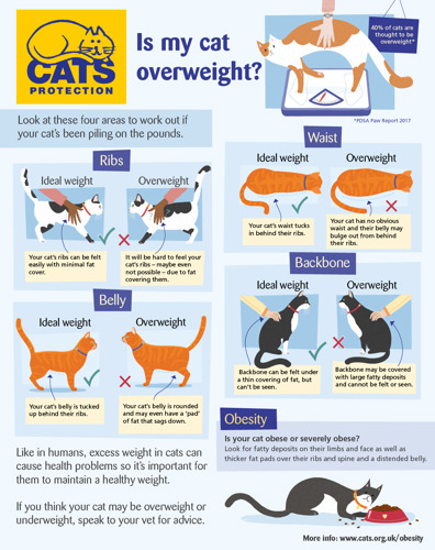 Cats Protection infographic showing how to tell if your cat is overweight