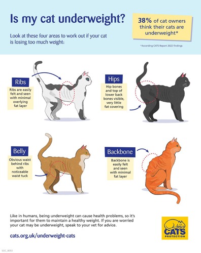Cats Protection's 'Is my cat underweight?' infographic