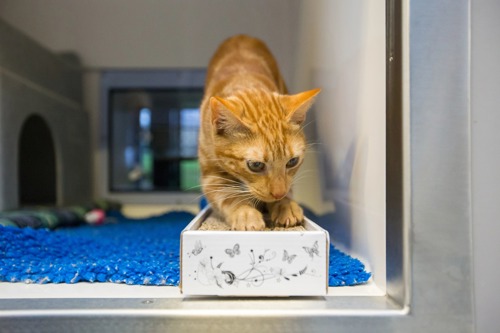 ginger tabby cat scratching horizontal cardboard scratching mat