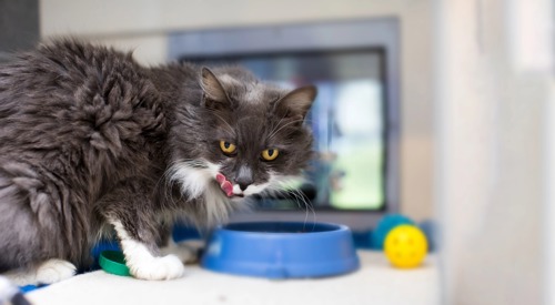 grey-and-white long-haired cat licking lips sat in front of blue plastic cat food bowl