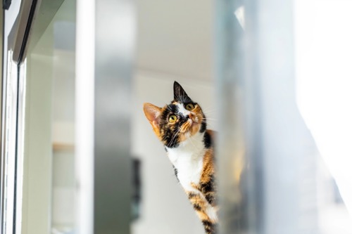 tortoiseshell-and-white cat peering out of cat pen