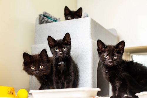 three black kittens in front of grey plastic cat hide, with one black kittens sat on top of hide