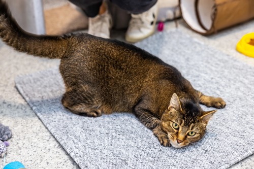 brown tabby cat lying on grey carpet tile