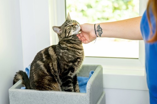 brown tabby cat having their chin scratched by human hand