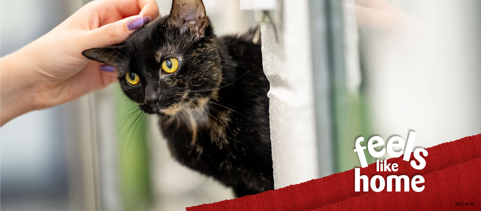 Meet Cats Protection’s new CEO | Meow Blog