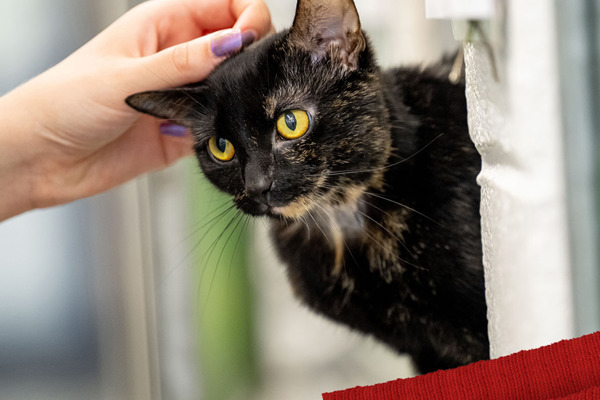 7 ways we make Cats Protection cats feel at home in our care