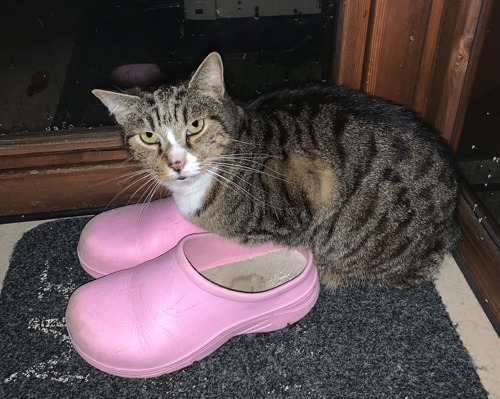 brown tabby-and-white cat with front paws inside pink plastic shoe