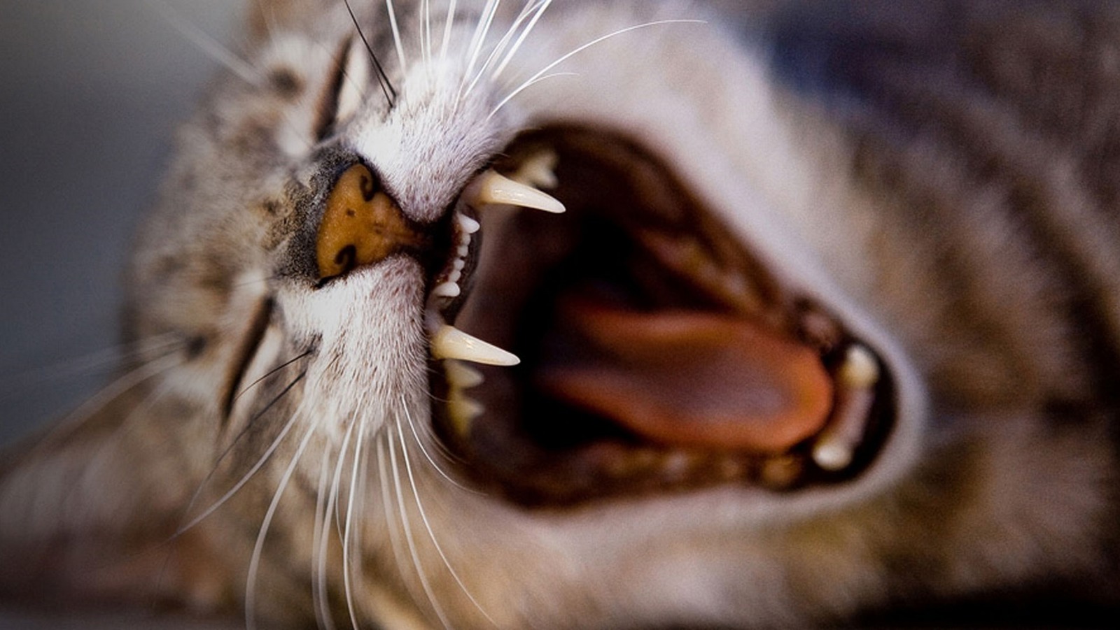 Dental Care for Cats Cat Teeth Problems Cats Protection