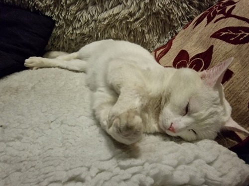 white cat asleep on white fleece blanket