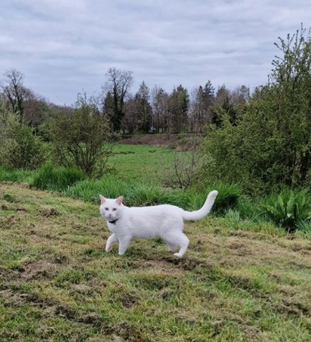 white cat standing on grass lawn