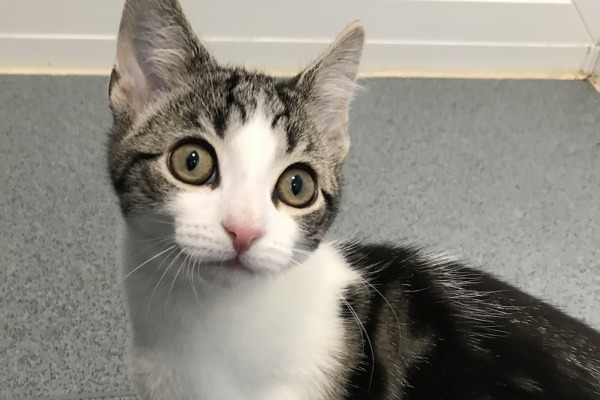 Rare kitten of ‘neither sex’ discovered at Cats Protection