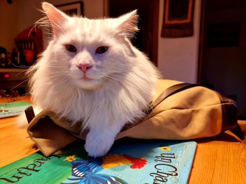long-haired white cat sat on brown bag on wooden table