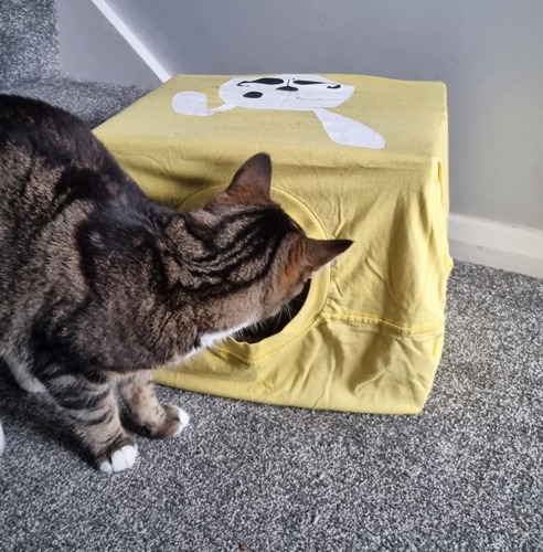 brown tabby cat looking inside cat bed made from cardboard box and yellow t-shirt with white rabbit design