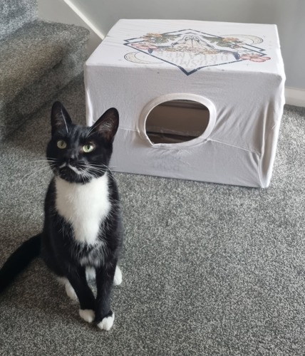 black-and-white cat sat in front of cat bed made from cardboard box and white t-shirt with boho design
