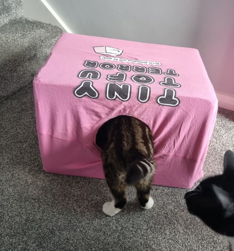 brown tabby cat with head inside cat bed made from cardboard box and pink t-shirt with lettering on it