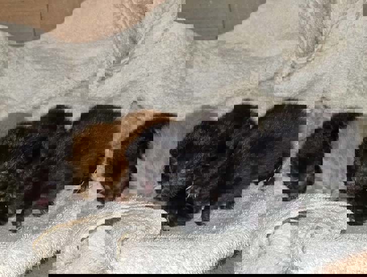 Kittens dumped at unmanned station as temperatures plummet