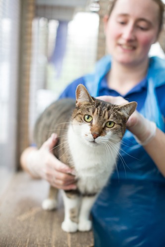 brown-and-white tabby cat being stroked by woman wearing blue plastic apron