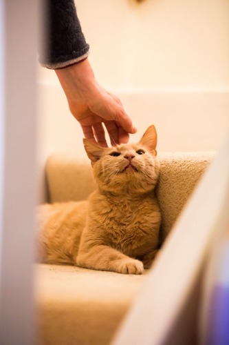 ginger cat being stroked on the head while sitting on some stairs