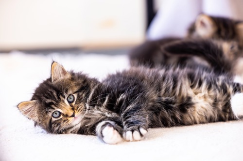 brown tabby kitten lying down