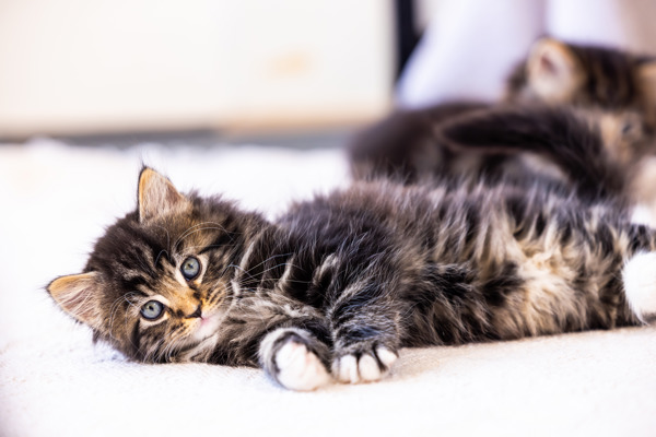 How can I foster a cat with Cats Protection?