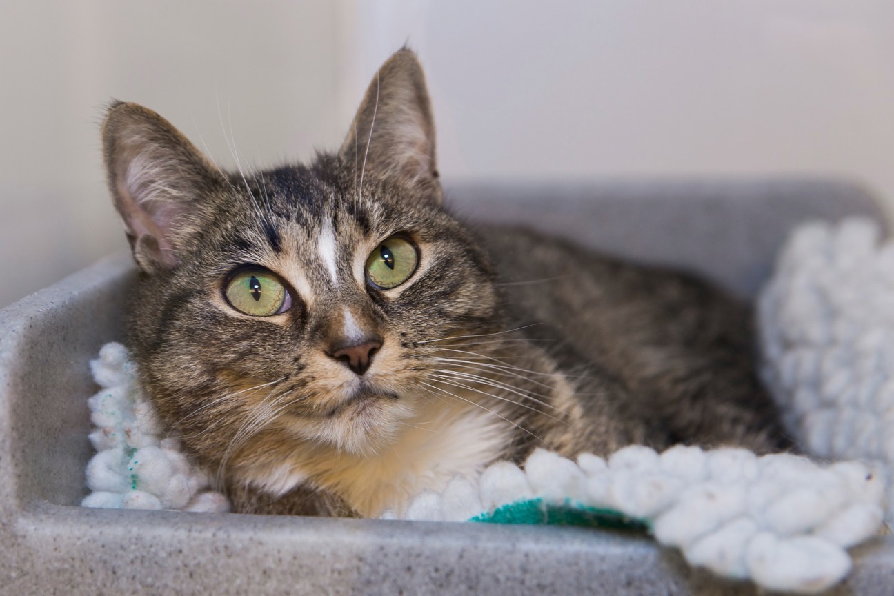 Caring for Elderly Cats Help & Advice Cats Protection