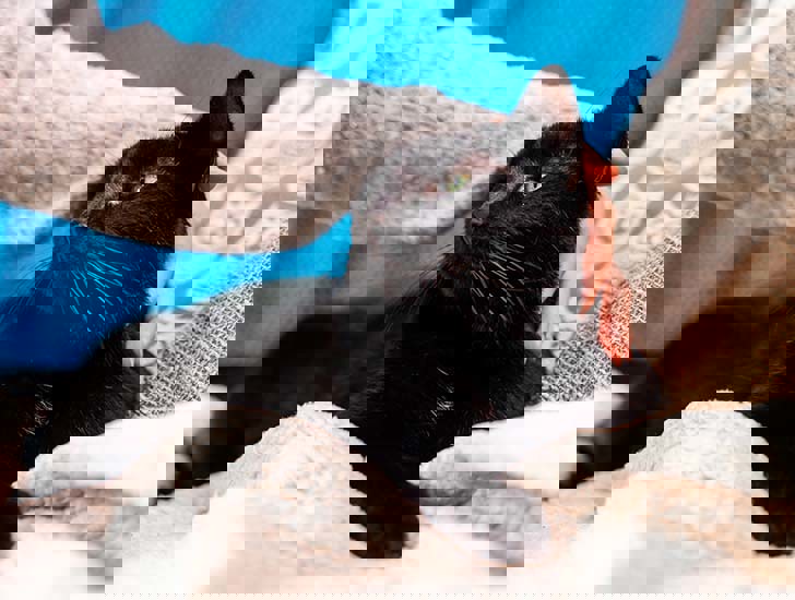 How to foster a cat with Cats Protection Volunteering Cats