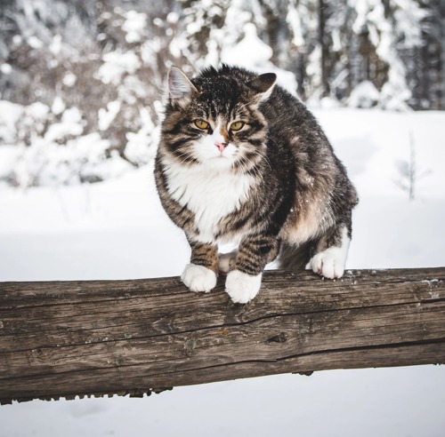 tabby-and-white long-haired cat sitting on wooden log in the snow