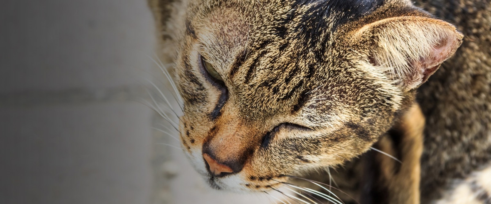 Help and Advice on Cats with Fleas Cats Protection