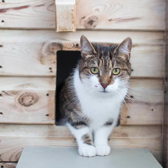 How to foster a cat with Cats Protection Volunteering Cats