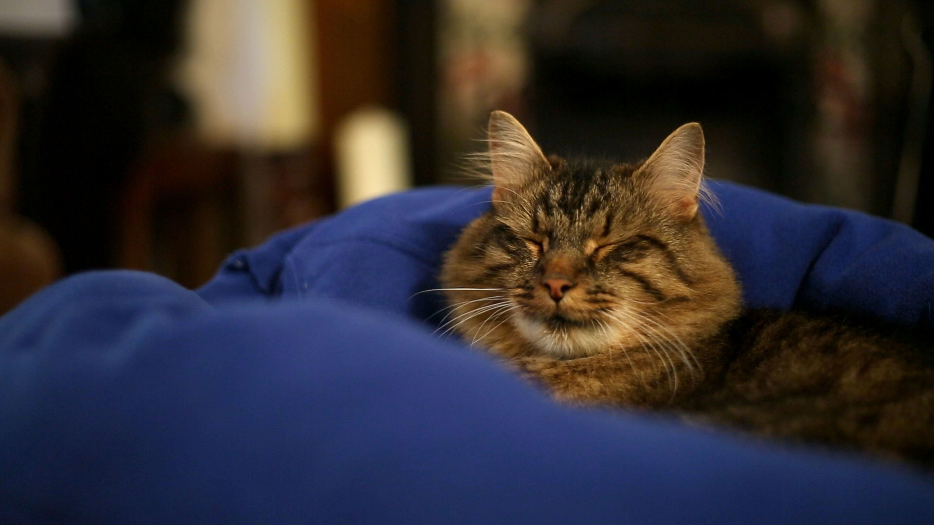 Monitoring Your Cat Help and Advice Cats Protection