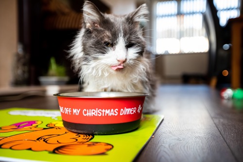 long-haired grey-and-white cat sat behind red food bowl licking their lips