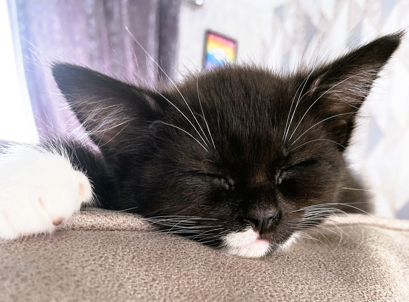 Cats Protection Rochdale Branch