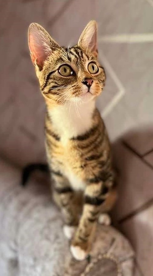 Cats Protection Rochdale Branch